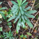 Euphorbia amygdaloides  L.Euphorbia amygdaloides L.