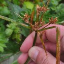 Cyperus eragrostis Lam.Cyperus eragrostis Lam.