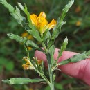 Genista tridentata L. subsp. cantabrica (Spach) NymanGenista tridentata L. subsp. cantabrica (Spach) Nyman