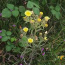 Andryala integrifolia L.Andryala integrifolia L.
