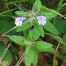 Clinopodium vulgare L.Clinopodium vulgare L.