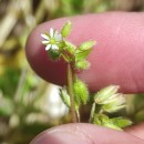 Stellaria media (L.) Vill.Stellaria media (L.) Vill.