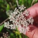 Daucus carota  L.Daucus carota  L.