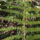 Polystichum setiferum (Forssk.) Woyn.Polystichum setiferum (Forssk.) Woyn.