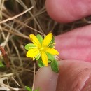 Hypericum humifusum L.Hypericum humifusum L.