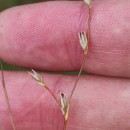 Juncus bufonius L.Juncus bufonius L.