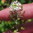Noccaea caerulescens (J.Presl & C.Presl)F.K. Mey.Noccaea caerulescens (J.Presl & C.Presl)F.K. Mey.
