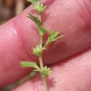Aphanes australis Rydb.Aphanes australis Rydb.