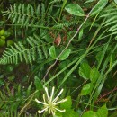 Lonicera periclymenum L. subsp. periclymenumLonicera periclymenum L. subsp. periclymenum