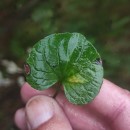 Viola palustris L.Viola palustris L.