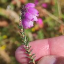 Erica tetralix L.Erica tetralix L.