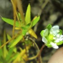 Sagina subulata (Sw.) C. PreslSagina subulata (Sw.) C. Presl