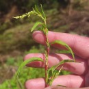 Persicaria hydropiper (L.) SpachPersicaria hydropiper (L.) Spach
