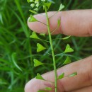 Capsella bursa-pastoris (L.) Medik.Capsella bursa-pastoris (L.) Medik.
