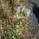 Cirsium eriophorum (L.) Scop.Cirsium eriophorum (L.) Scop.