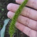 Setaria faberi Herm.Setaria faberi Herm.