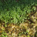 Lemna minor L.Lemna minor L.