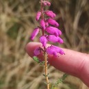 Erica ciliaris L.Erica ciliaris L.