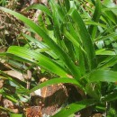 Luzula sylvatica (Huds.) Gaudin subsp. henriquesii (Degen) P. SilvaLuzula sylvatica (Huds.) Gaudin subsp. henriquesii (Degen) P. Silva