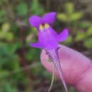 Linaria triornithophora (L.) Willd.Linaria triornithophora (L.) Willd.