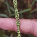 Sporobolus indicus (L.) R. Br.Sporobolus indicus (L.) R. Br.