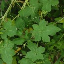 Bryonia dioica Jacq.Bryonia dioica Jacq.