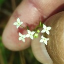 Galium album Mill.Galium album Mill.