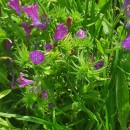 Echium plantagineum L.Echium plantagineum L.