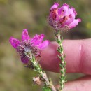 Erica tetralix L.Erica tetralix L.