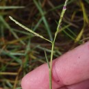 Paspalum vaginatum Sw.Paspalum vaginatum Sw.