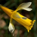 Narcissus pseudonarcissus L. subsp. nobilis (Haw.) A. Fern.Narcissus pseudonarcissus L. subsp. nobilis (Haw.) A. Fern.
