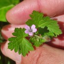 Geranium rotundifolium L.Geranium rotundifolium L.