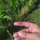 Digitaria sanguinalis (L.) Scop.Digitaria sanguinalis (L.) Scop.