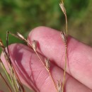 Juncus bufonius L.Juncus bufonius L.