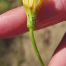 Hypochaeris radicata L.Hypochaeris radicata L.