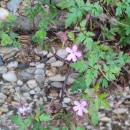 Geranium robertianum L.Geranium robertianum L.
