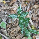 Ilex aquifolium L.Ilex aquifolium L.