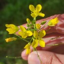 Brassica rapa L.Brassica rapa L.