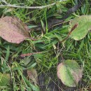 Plantago major  L.Plantago major  L.