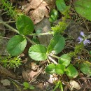 Veronica officinalis L.Veronica officinalis L.