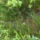 Juncus acutiflorus Ehrh. ex Hoffm.Juncus acutiflorus Ehrh. ex Hoffm.