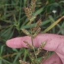 Echinochloa crus-galli (L.) Beauv.Echinochloa crus-galli (L.) Beauv.