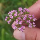 Centranthus calcitrapae ( L.) Dufr.Centranthus calcitrapae ( L.) Dufr.