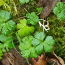 Geranium lucidum L.Geranium lucidum L.