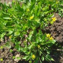 Ranunculus ophioglossifolius Vill.Ranunculus ophioglossifolius Vill.