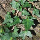 Hedera hibernica (G. Kirchn.) Bean‹Hedera hibernica (G. Kirchn.) Bean‹