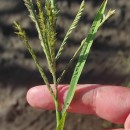 Eleusine indica (L.) Gaertn.Eleusine indica (L.) Gaertn.