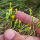 Senecio sylvaticus L.Senecio sylvaticus L.