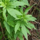 Eupatorium cannabinum L.Eupatorium cannabinum L.