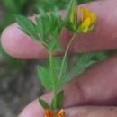 Lotus subbiflorus Lag.Lotus subbiflorus Lag.